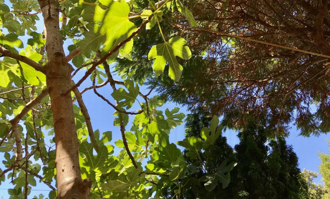 מאנדרה Apartments Villa Ana מראה חיצוני תמונה